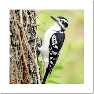 Portrait of a Hairy Woodpecker 2-Female Posters and Art